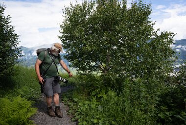 Neu gestaltete Böschung mit Bäumen und Sträuchern. 