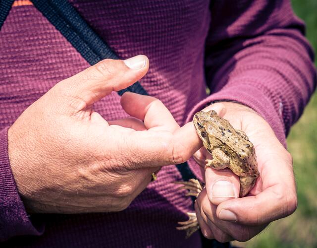 Liebevoll hält Martin das Grasfroschmännchen