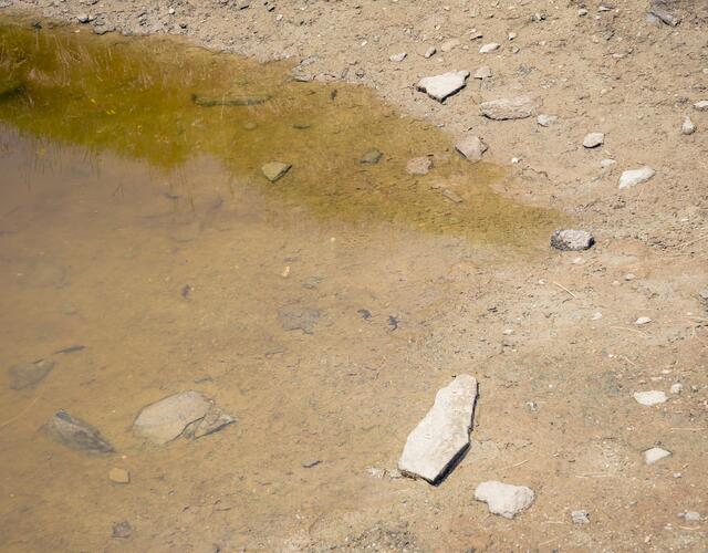 Ein Paradies für Bergmolche, die wie hier im Wasser abtauchen.